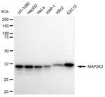 MEK3 Antibody in Western Blot (WB)