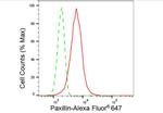 Paxillin Antibody in Flow Cytometry (Flow)