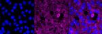 Paxillin Antibody in Immunocytochemistry (ICC/IF)