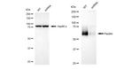 Paxillin Antibody