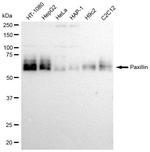 Paxillin Antibody in Western Blot (WB)