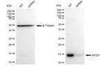 AP2S1 Antibody