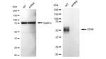 CD58 Antibody