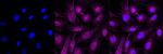 Caveolin 3 Antibody in Immunocytochemistry (ICC/IF)