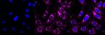 delta Catenin Antibody in Immunocytochemistry (ICC/IF)