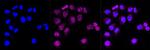 BCL-XL Antibody in Immunocytochemistry (ICC/IF)