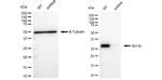 BCL-XL Antibody