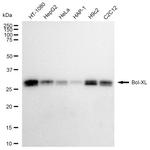 BCL-XL Antibody in Western Blot (WB)