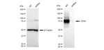 CD44 Antibody