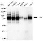 CD44 Antibody in Western Blot (WB)