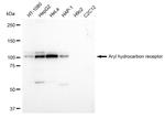 AHR Antibody in Western Blot (WB)