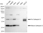 Cathepsin D Antibody in Western Blot (WB)