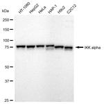 IKK alpha Antibody in Western Blot (WB)