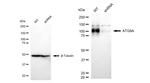 ATG9A Antibody