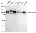 ATG9A Antibody in Western Blot (WB)