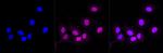 CD13 Antibody in Immunocytochemistry (ICC/IF)