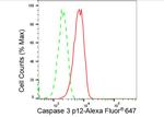 Caspase 3 p12 Antibody in Flow Cytometry (Flow)