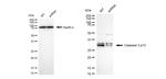 Caspase 3 p12 Antibody