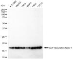 ARF1 Antibody in Western Blot (WB)