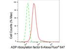 ARF6 Antibody in Flow Cytometry (Flow)