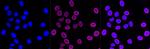 ARF6 Antibody in Immunocytochemistry (ICC/IF)