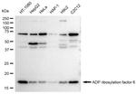 ARF6 Antibody in Western Blot (WB)