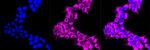 SERCA2 ATPase Antibody in Immunocytochemistry (ICC/IF)