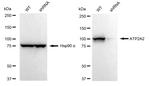 SERCA2 ATPase Antibody