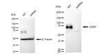 CD97 Antibody