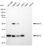 BCL-10 Antibody in Western Blot (WB)