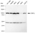 CAS Antibody in Western Blot (WB)