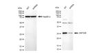 PHAPI2 Antibody