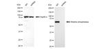 Intestinal Alkaline Phosphatase Antibody