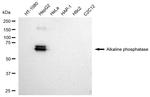 Intestinal Alkaline Phosphatase Antibody in Western Blot (WB)