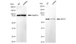 ABCE1 Antibody