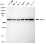 ABCE1 Antibody in Western Blot (WB)