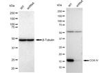 COX4 Antibody