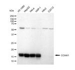 COX4 Antibody in Western Blot (WB)