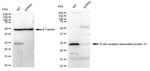 BAP31 Antibody