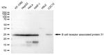 BAP31 Antibody in Western Blot (WB)