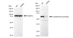 CBS Antibody