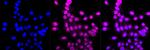 ARF5 Antibody in Immunocytochemistry (ICC/IF)