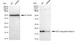 ARF5 Antibody