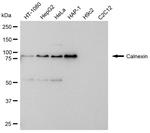 Calnexin Antibody in Western Blot (WB)