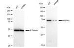 GRP78 Antibody