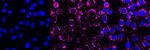 HSP60 Antibody in Immunocytochemistry (ICC/IF)