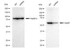 HSP60 Antibody