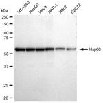 HSP60 Antibody in Western Blot (WB)