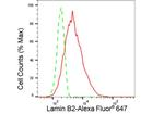 Lamin B2 Antibody in Flow Cytometry (Flow)