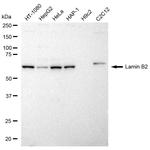 Lamin B2 Antibody in Western Blot (WB)